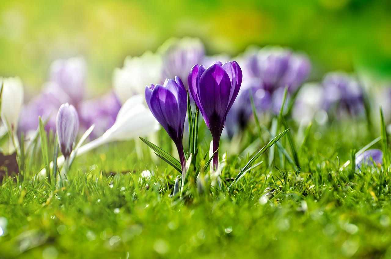 proljece-safrani-pixabay.jpg