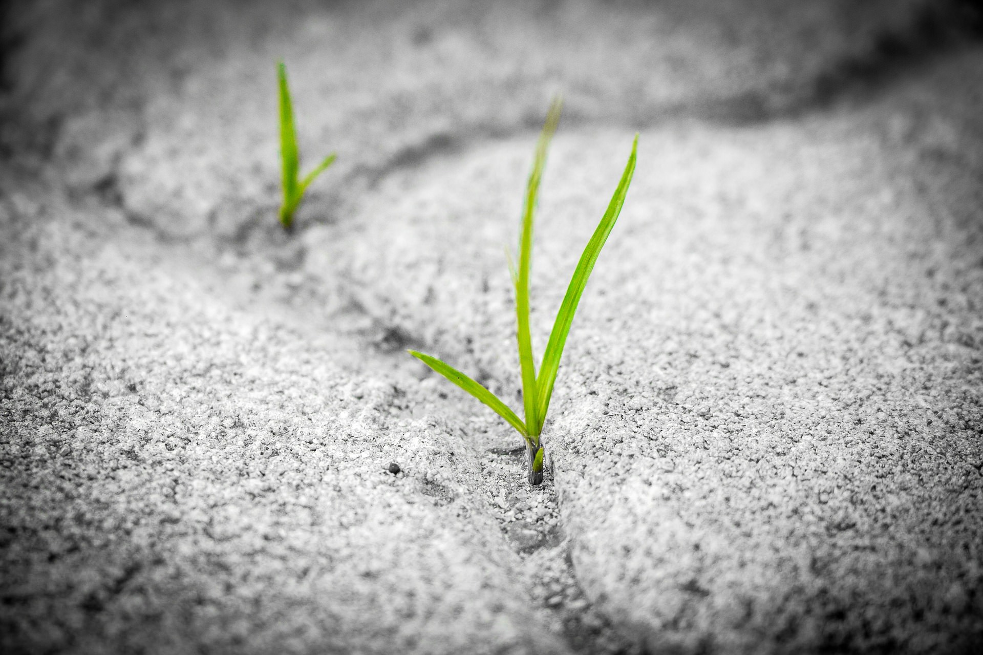 biljka-asfalt-pixabay.jpg