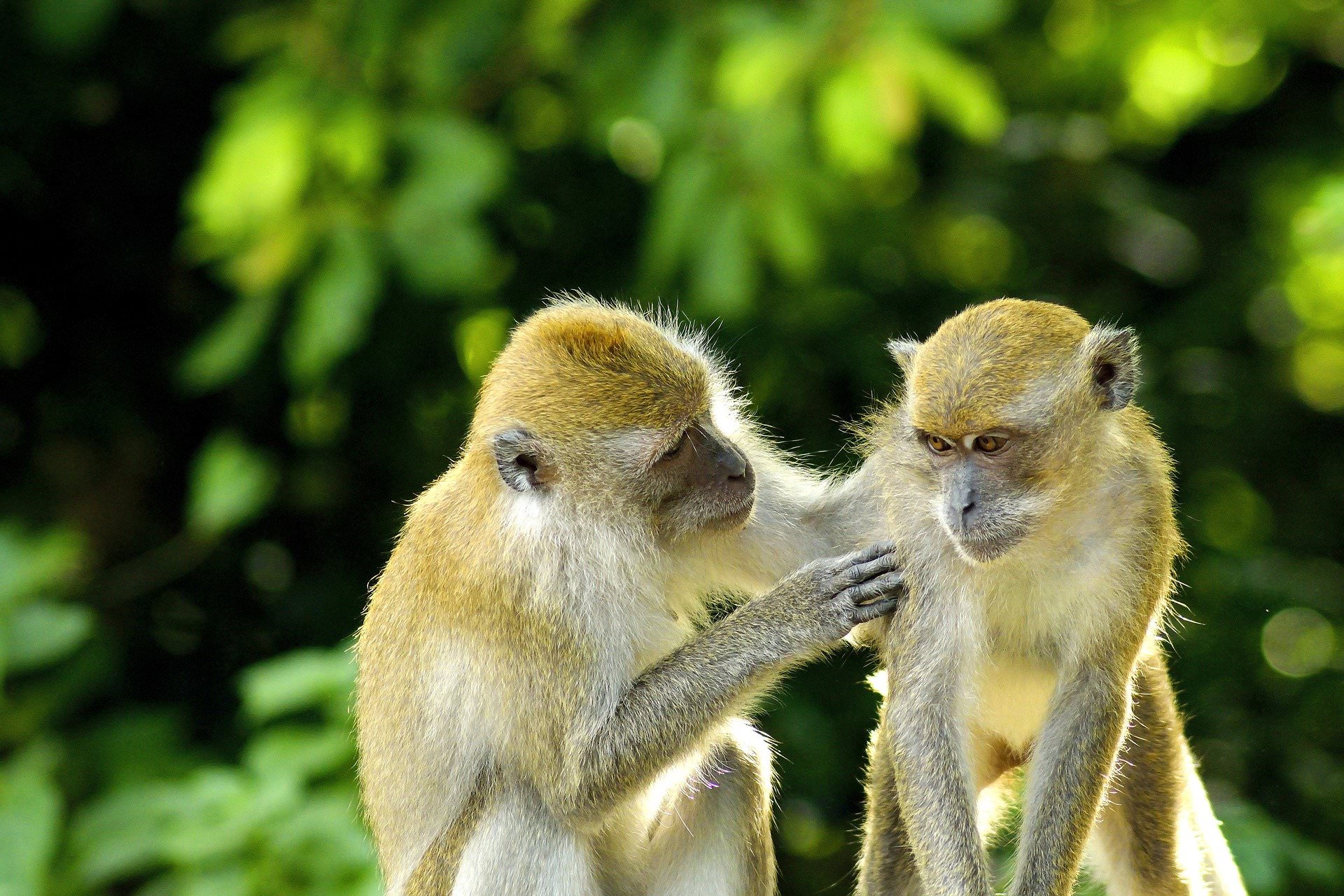 majmuni-monkeys-pixabay.jpg