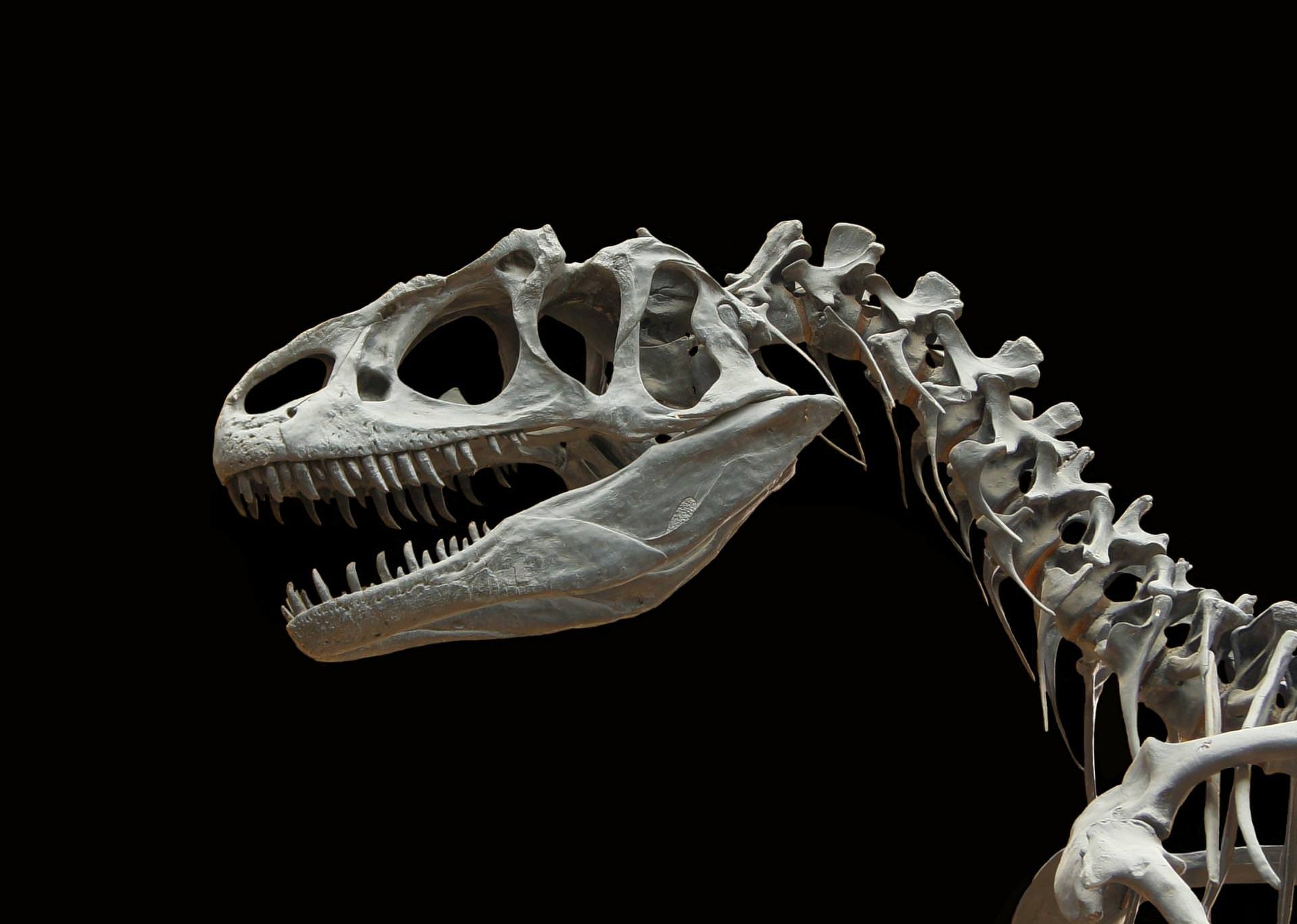 dinosaur-gece81a354-1920.jpg