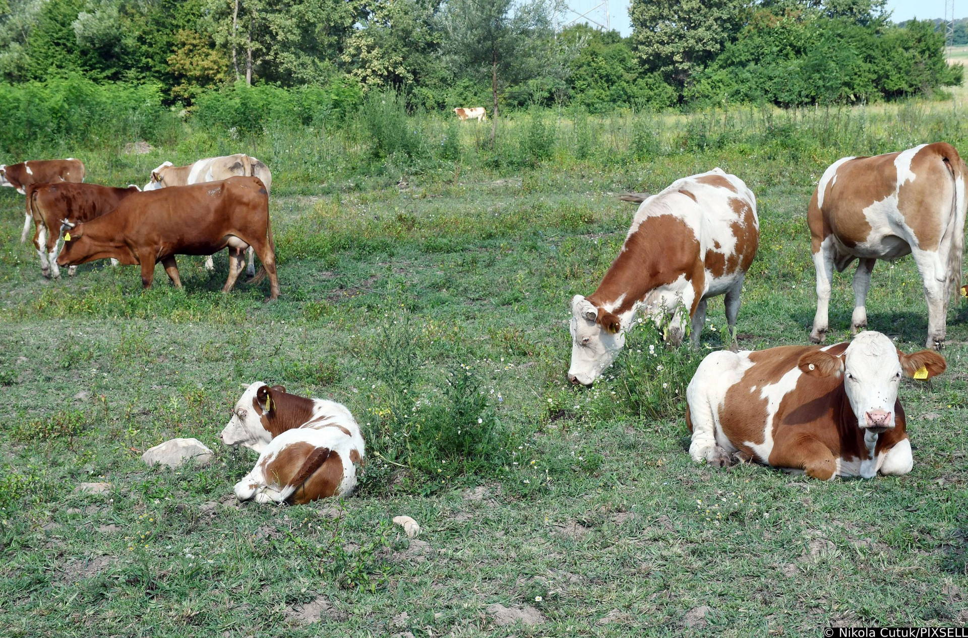 lonjsko-polje-krave-goveda-nikola-cutuk-pixsell.jpg