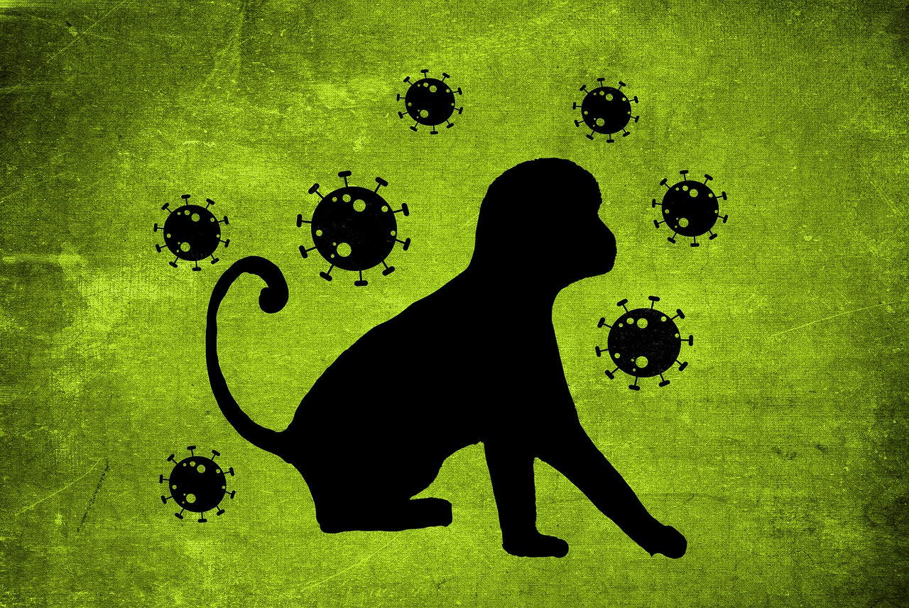 majmunske-boginje-pixabay.jpg