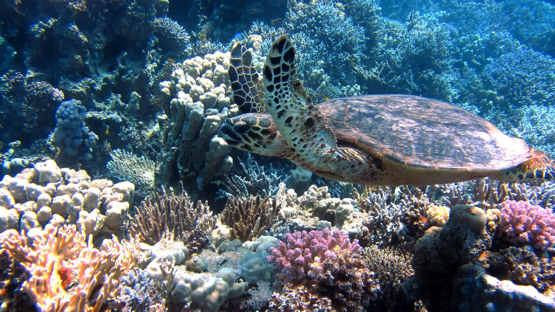 korali okean pixabay-1664110847945.webp