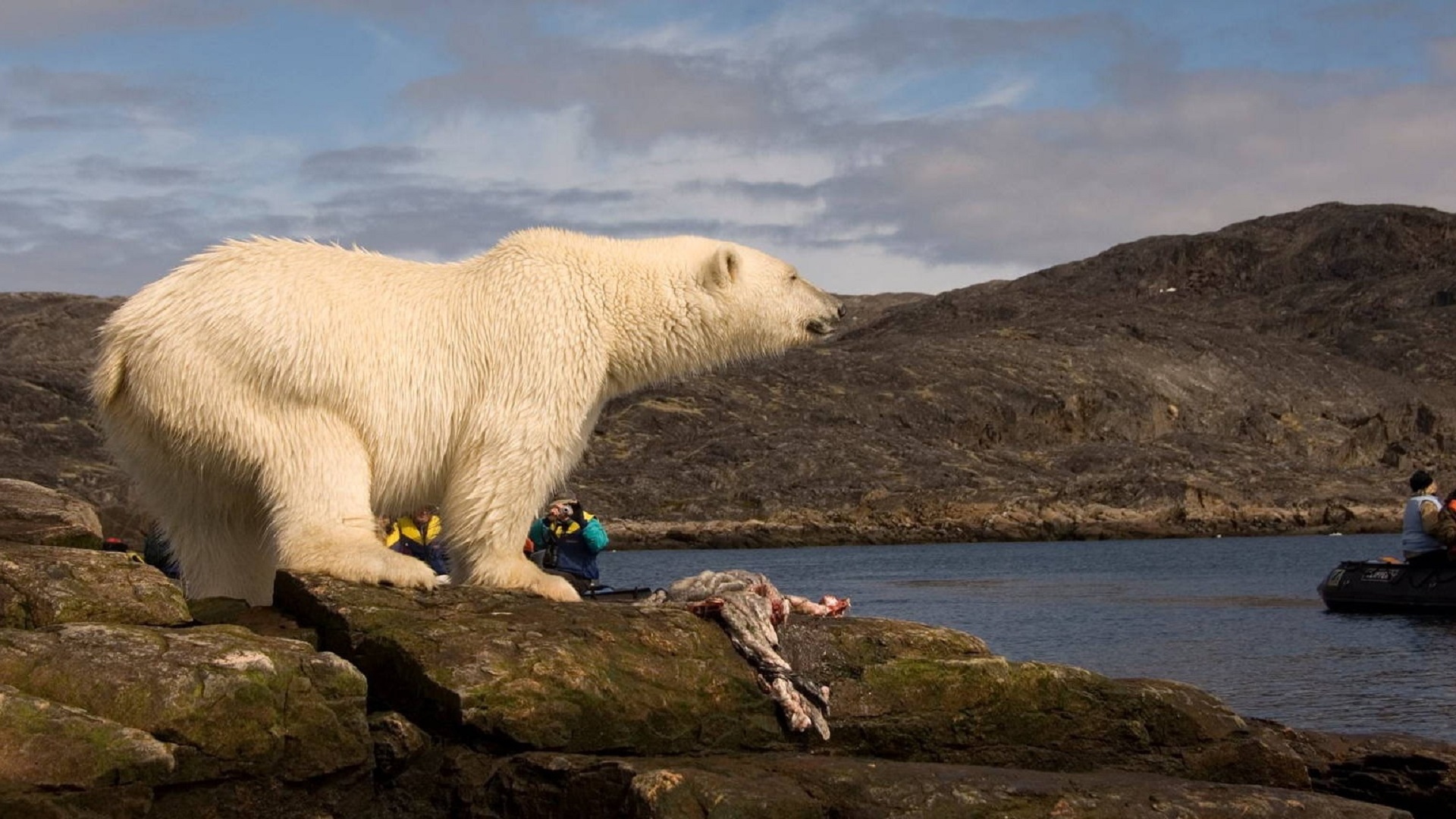 polarni-medvjed-kanada-shutterstock Cropped.jpg