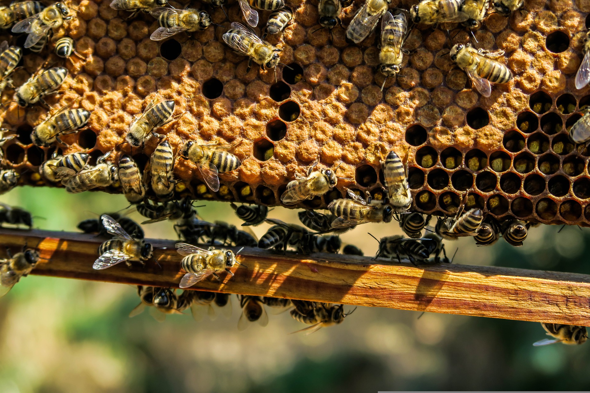 pčele,košnica,pixabay.jpg