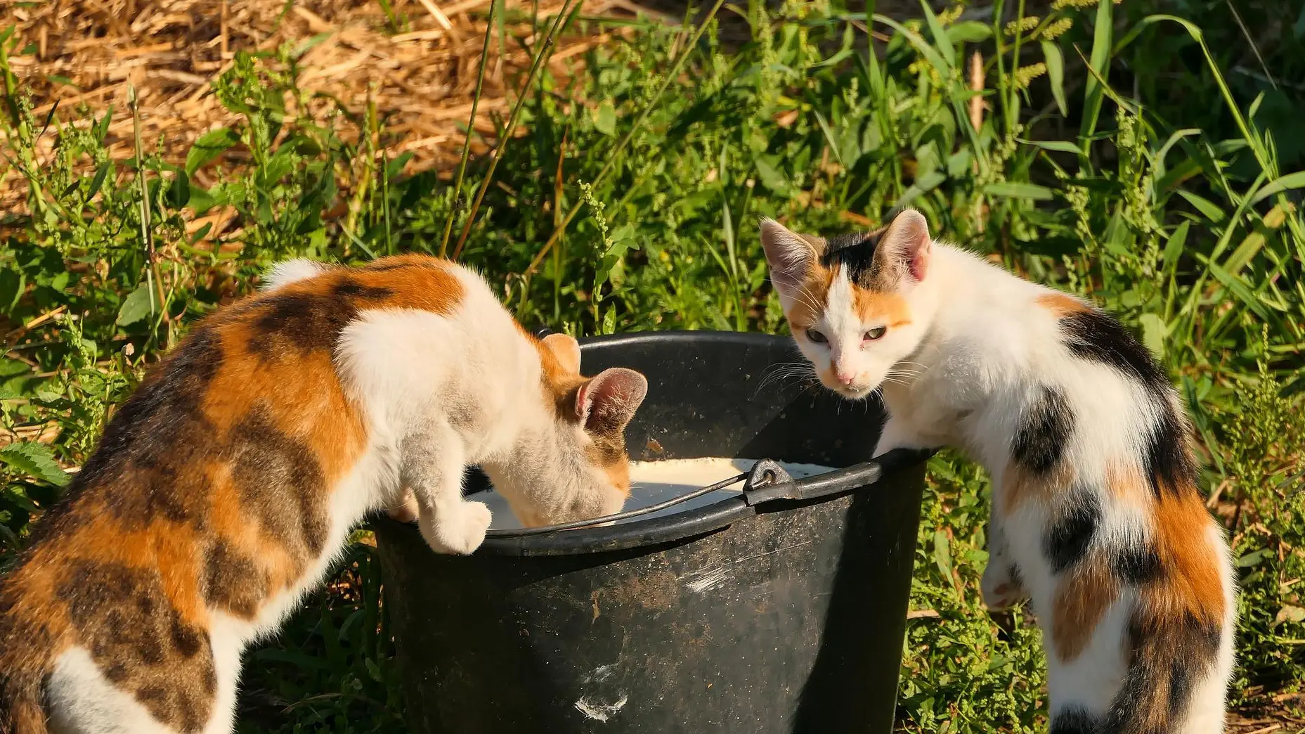mačke mleko pixabay-1664786124665.webp