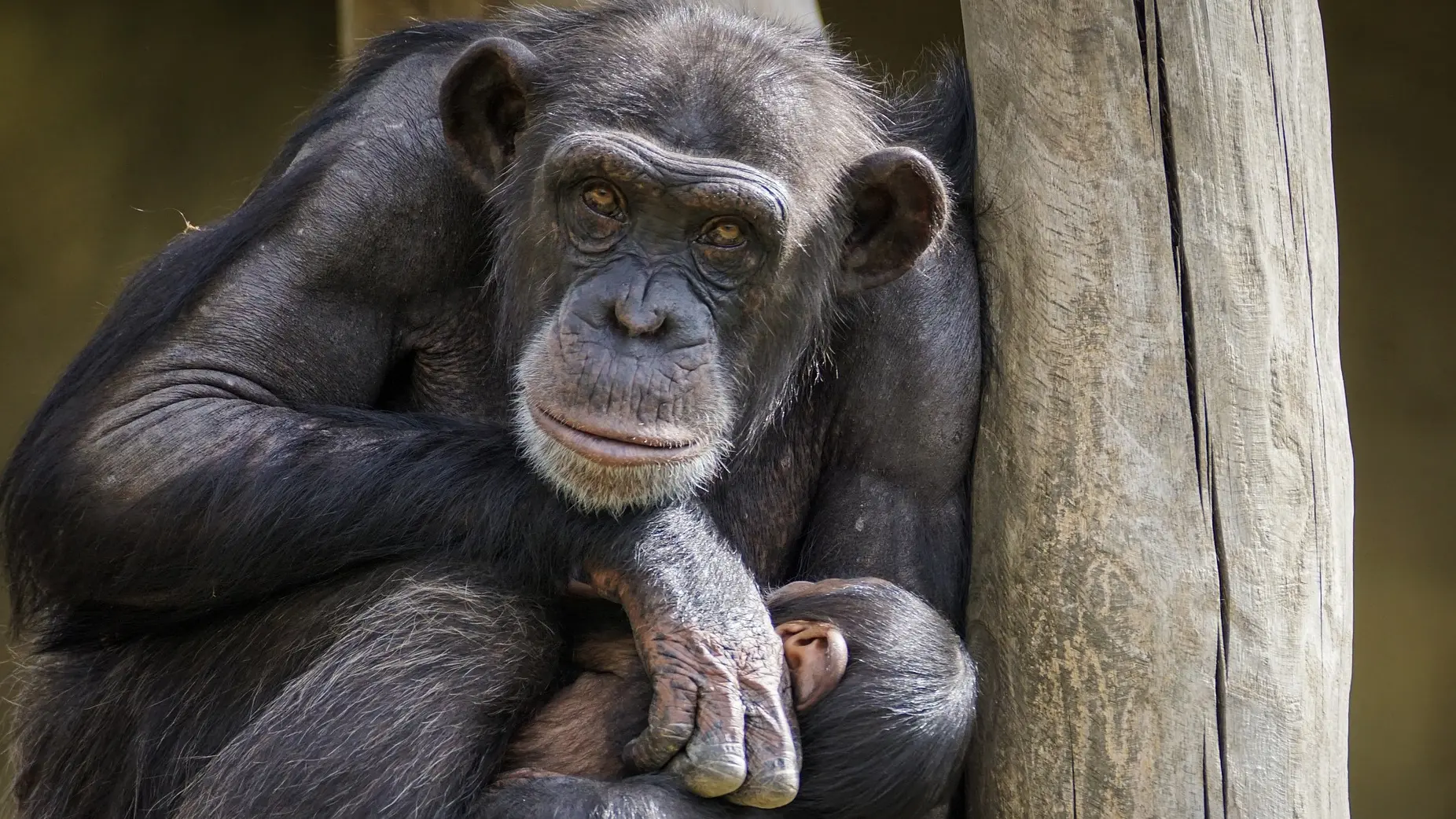 šimpanze pixabay-639daeed676ab.webp