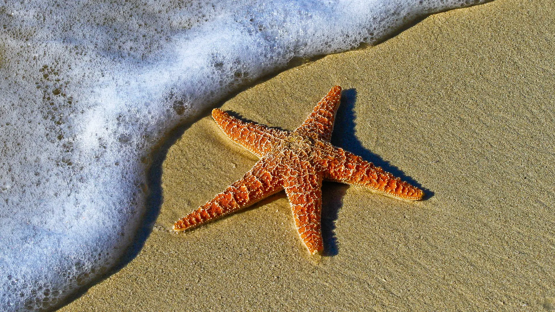 Morska zvezda_Foto Pixabay-63f1417311c38.webp
