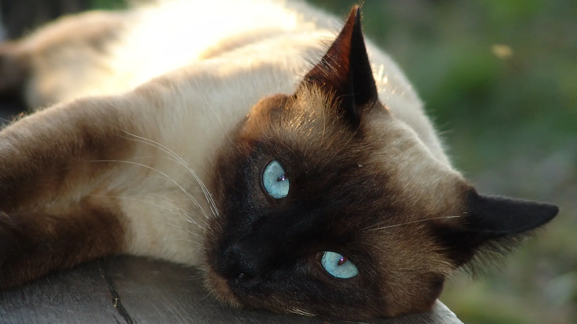 Sijamska mačka_Foto Pixabay-6425c1212f8e4.webp