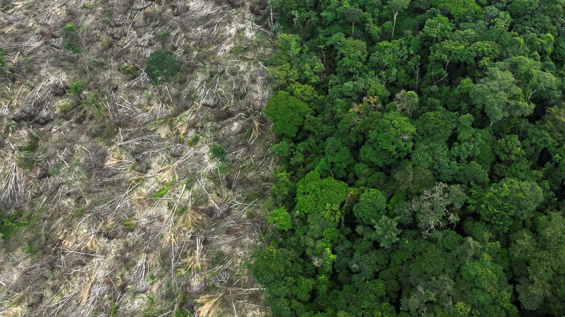 amazonska šuma reuters-6488666c76044.webp