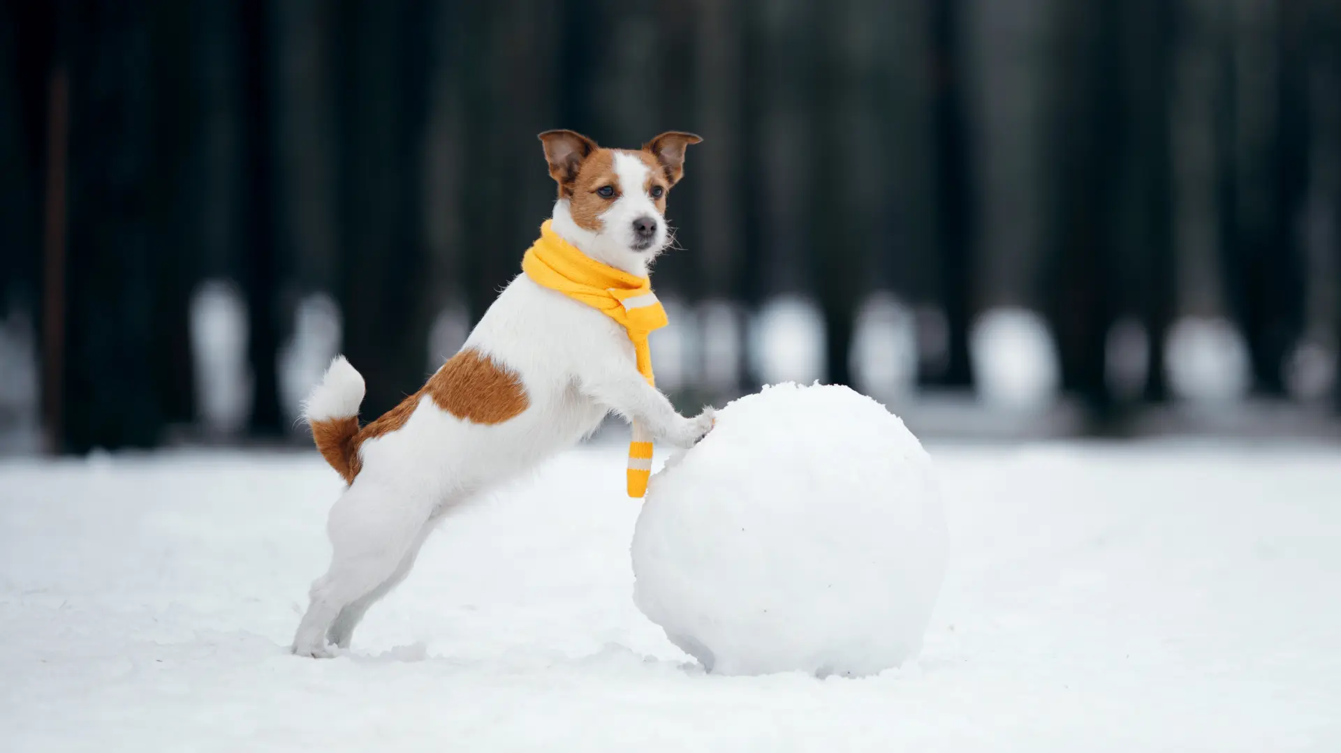 Pas koji voli zimu, sneg shutterstock_1870518028-64e72c917134e.webp