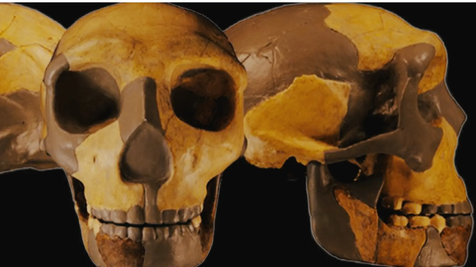 lobanja azija Skull of the ancient hominin from China. (Wu et al., Journal of Human Evolution, 2023)-64d366ec72311.webp