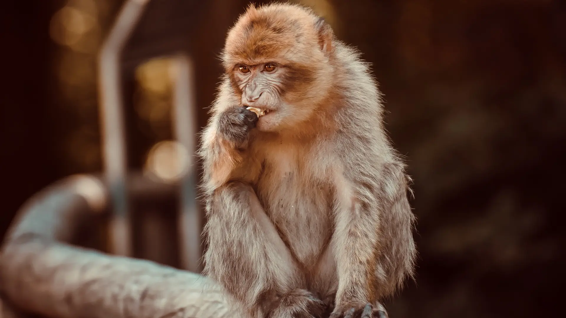 Barbary macaque majmun pixabay-65089a639fe10.webp