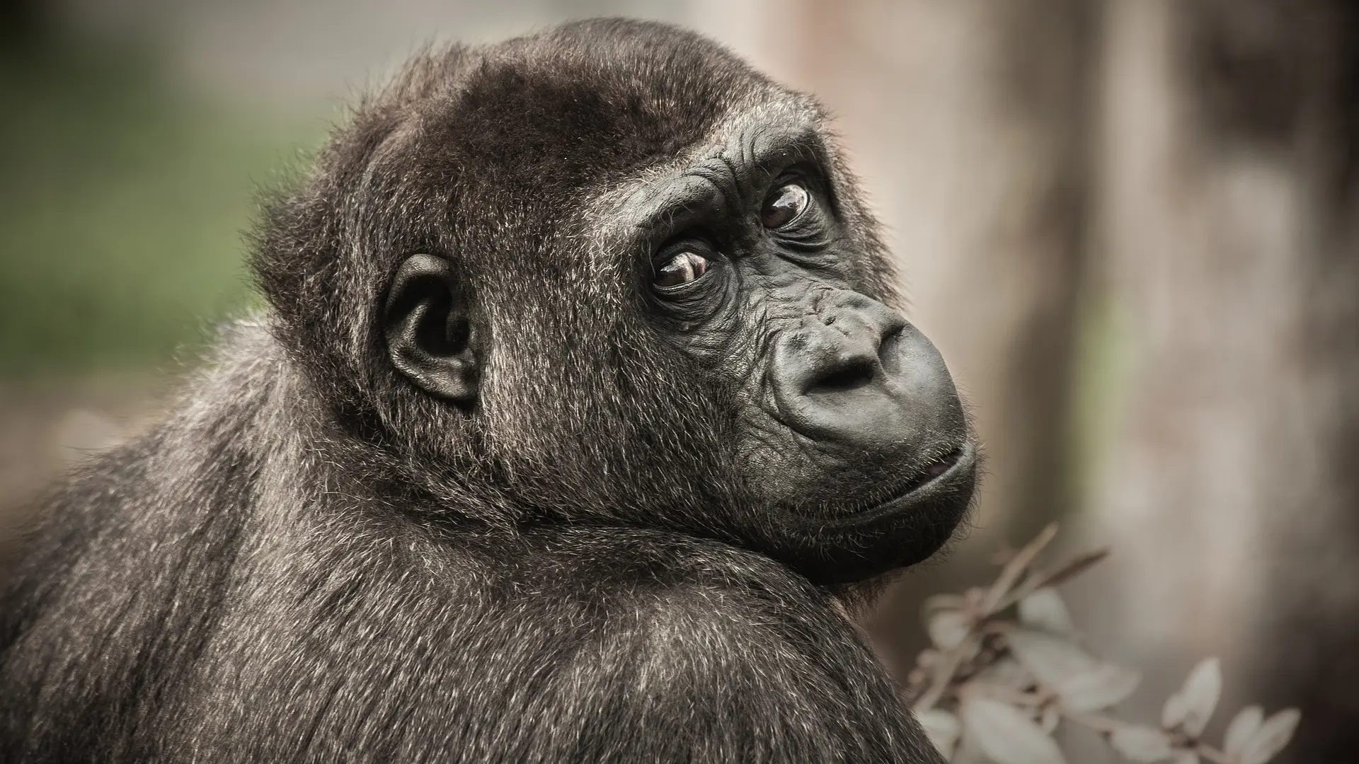 gorilla-gorila majmun pixabay-6511a89a51cb2.webp