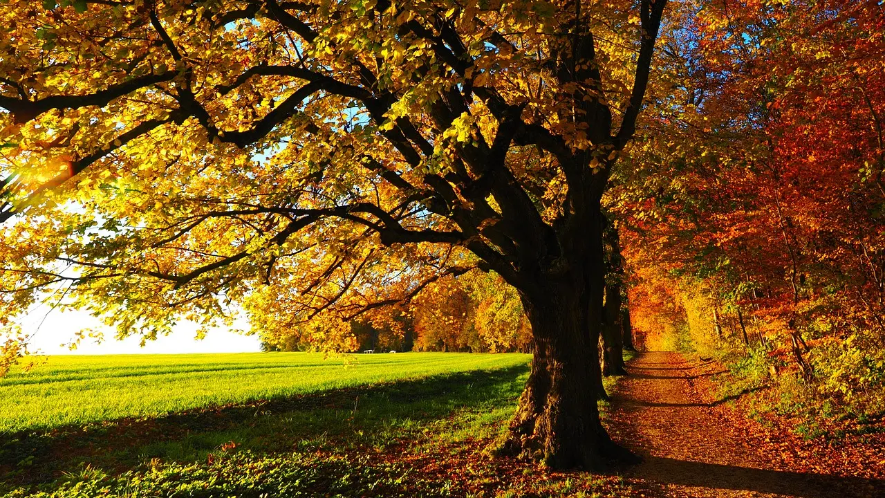 Jesen sunce drvo pixabay-6527aa302702d.webp