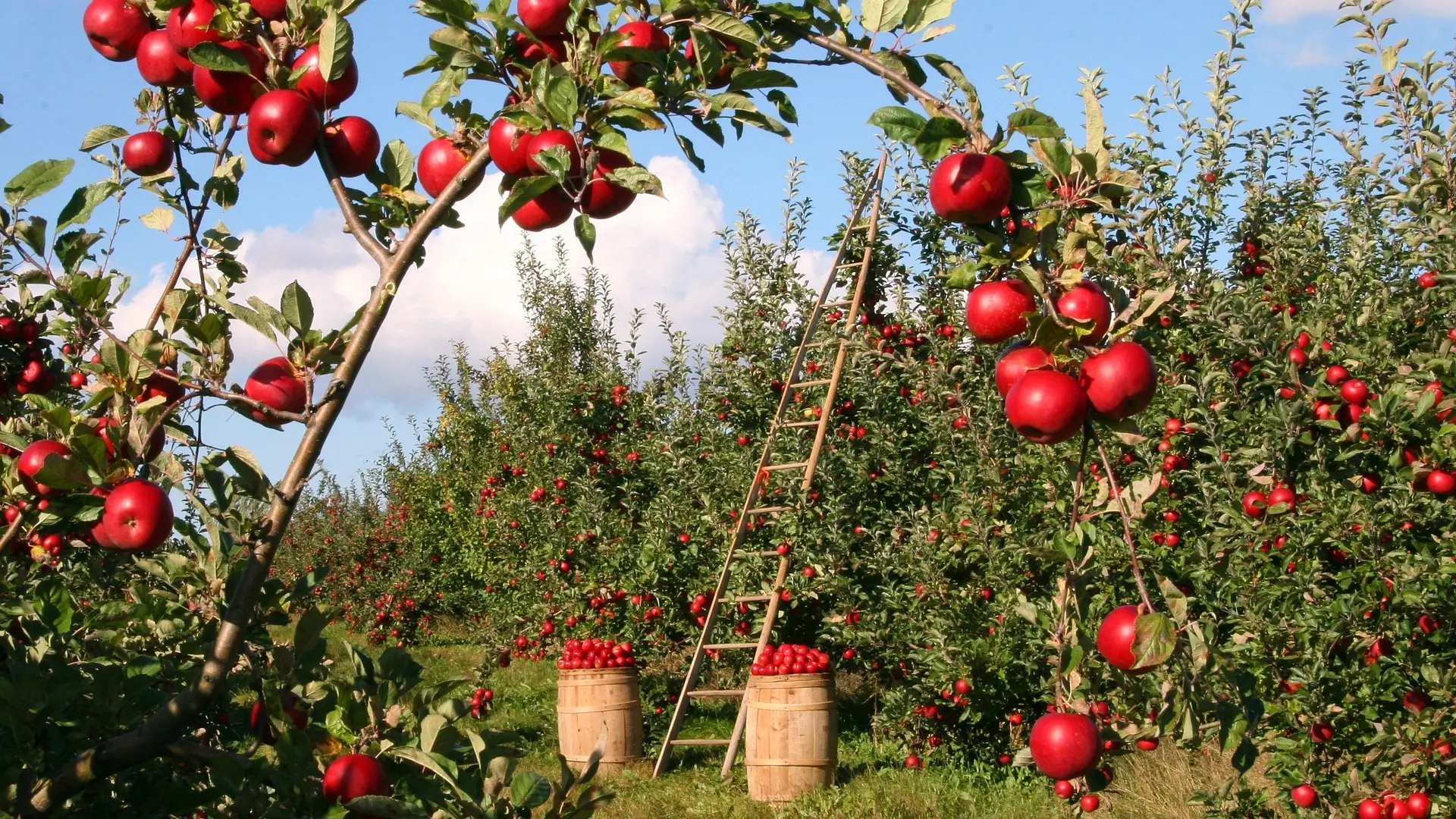apples jabuka, vocnjak, voće, berba pixabay-653a9084d2db7.webp