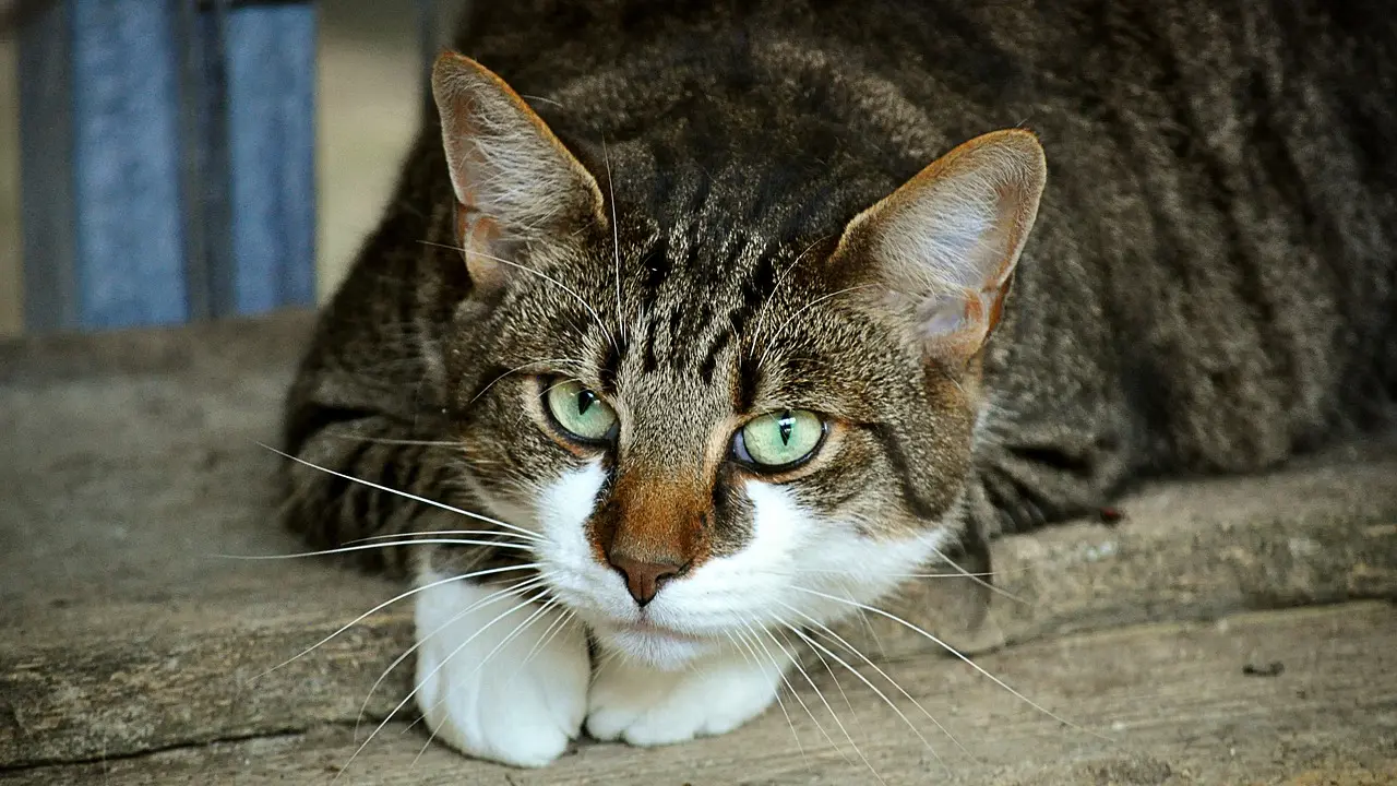 cats-eyes-2671903_1280 mačka mačak ljubimac životinje pixabay-6538d54ca87a1.webp