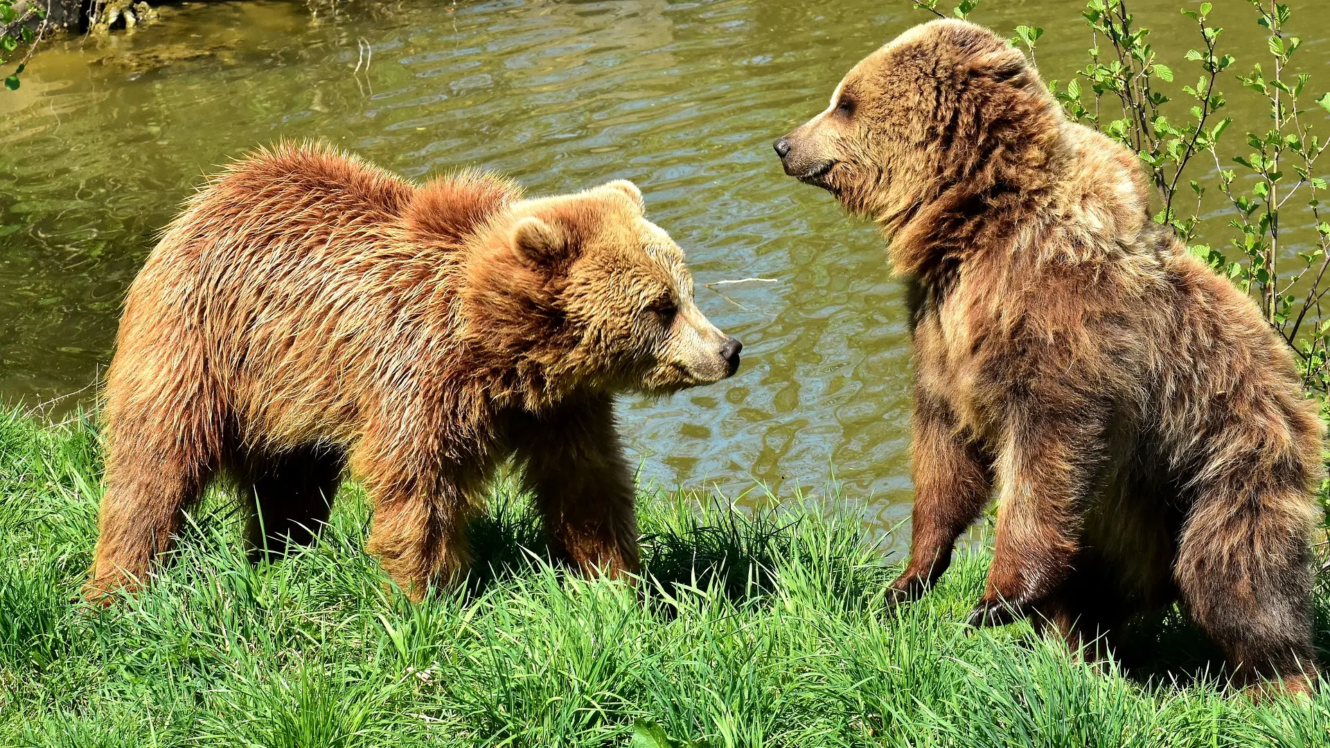 evropski braon medved, meče, pixabay-653cb69699f0f.webp