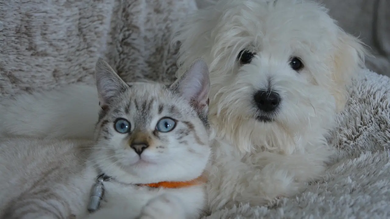 pas i mačka ljubimci pixabay-653fcae52cbf4.webp