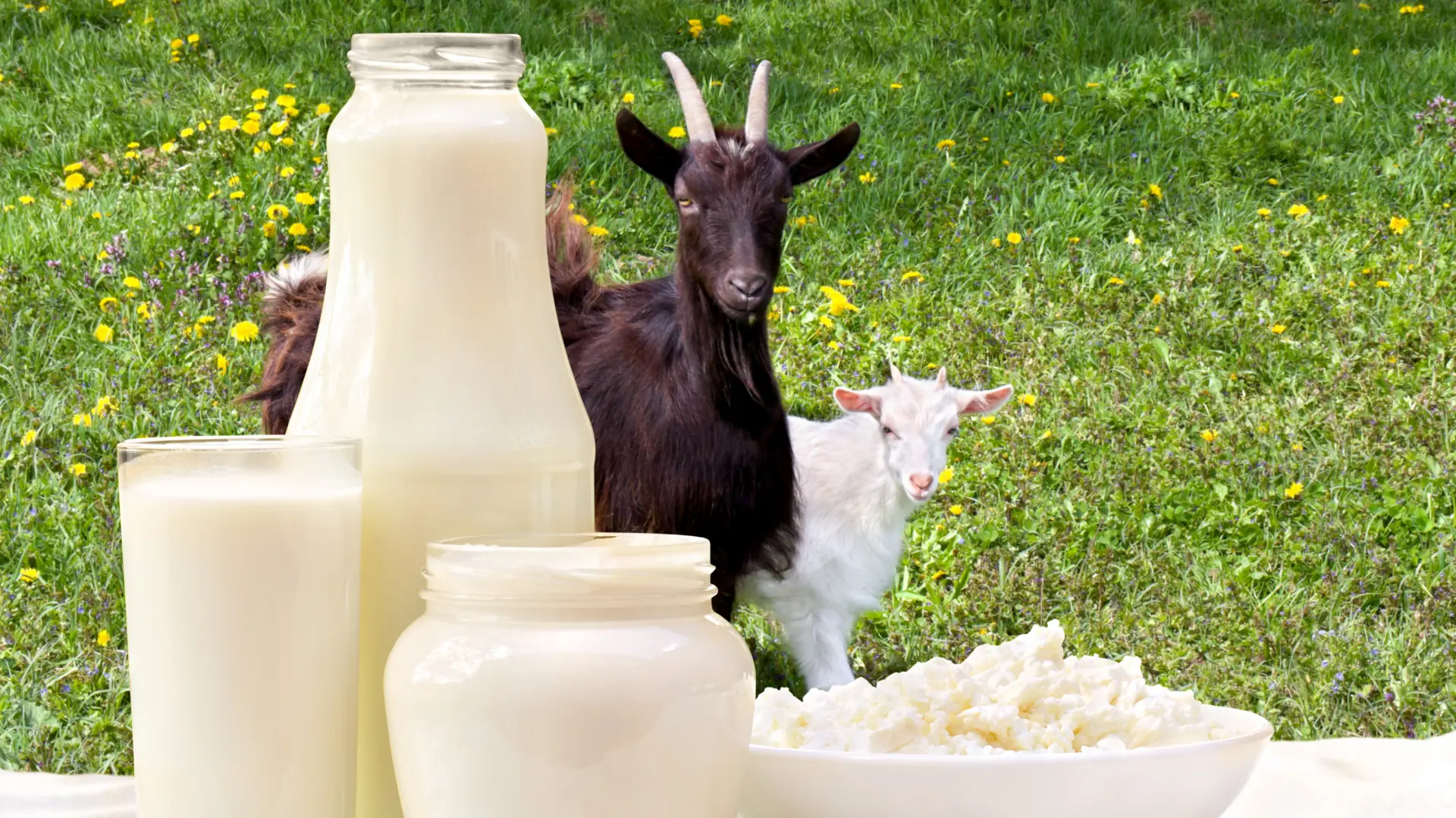 shutterstock_414901216 kiselo mleko, kozje mleko, zdravlje zdrava hrana-651e954691bdd.webp