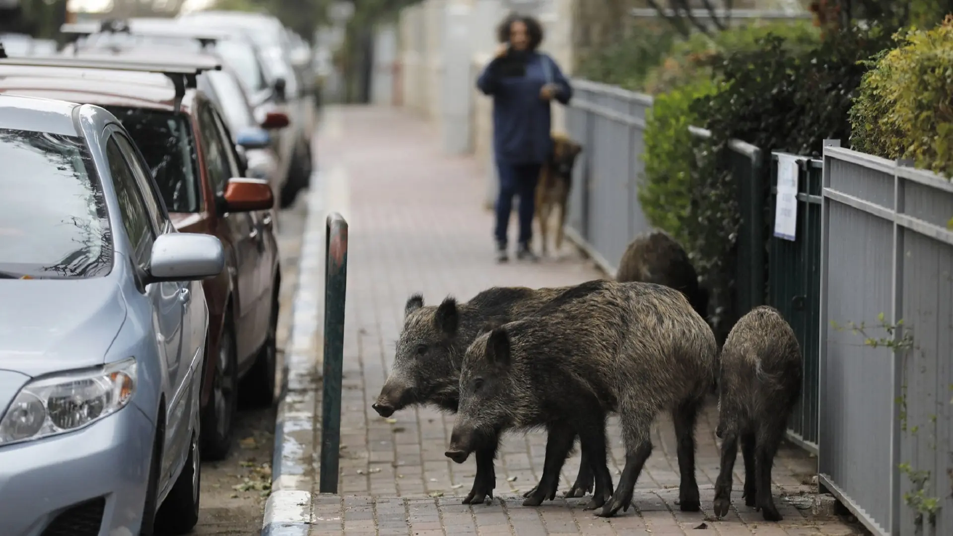 divlje svinje u Haifi, Izrael - 5 dec 2019 - profimedia-655e6911e4920.webp