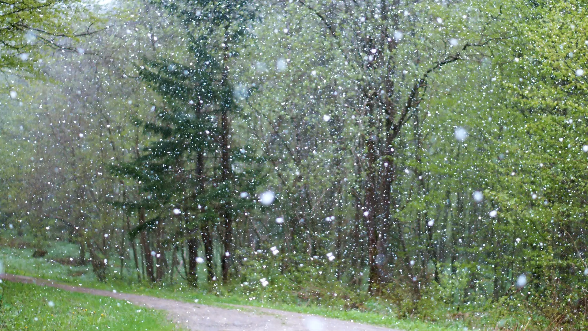 kiša, sneg, zima. šuma, hladno, vreme pixabay-655fe06cd504a.webp
