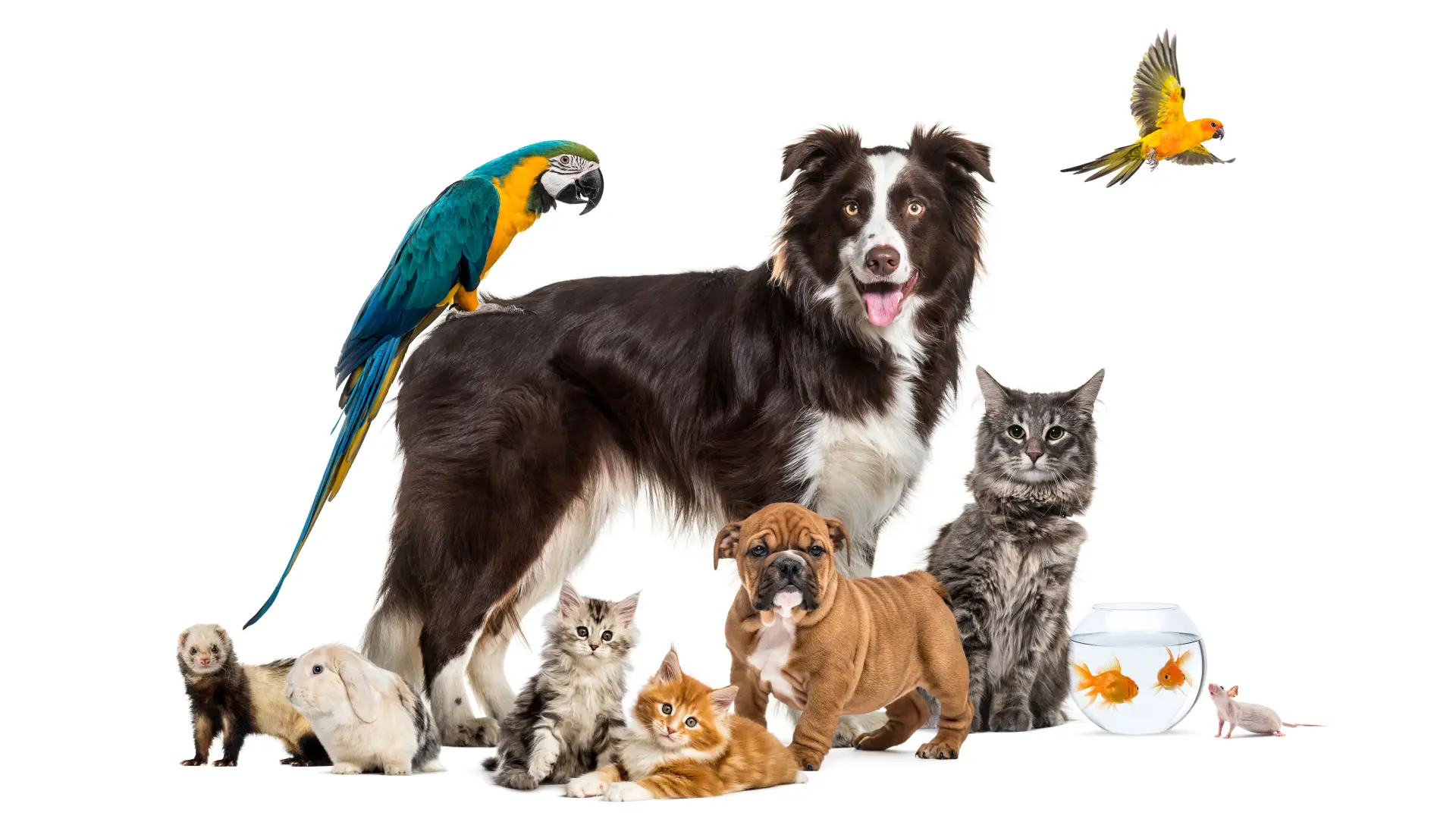 shutterstock_1762836920 kućni ljubimci, životinje, psi, mačke, papagaj, ribica-656713cc33f69.webp