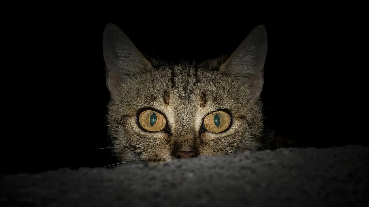 mačka, noć, pixabay, ljubimac-657048cf02003.webp