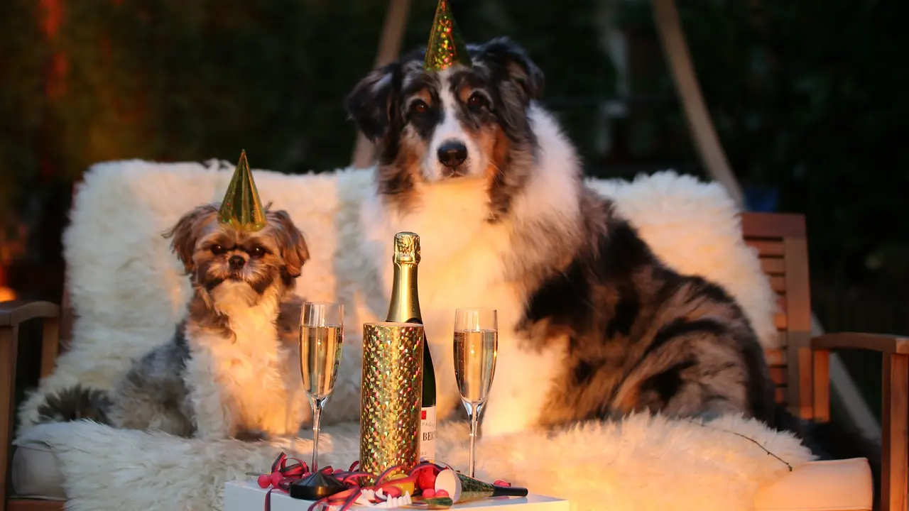 nova godina, praznici, pas, psi, božić, pixabay-658ee1c10432b.webp