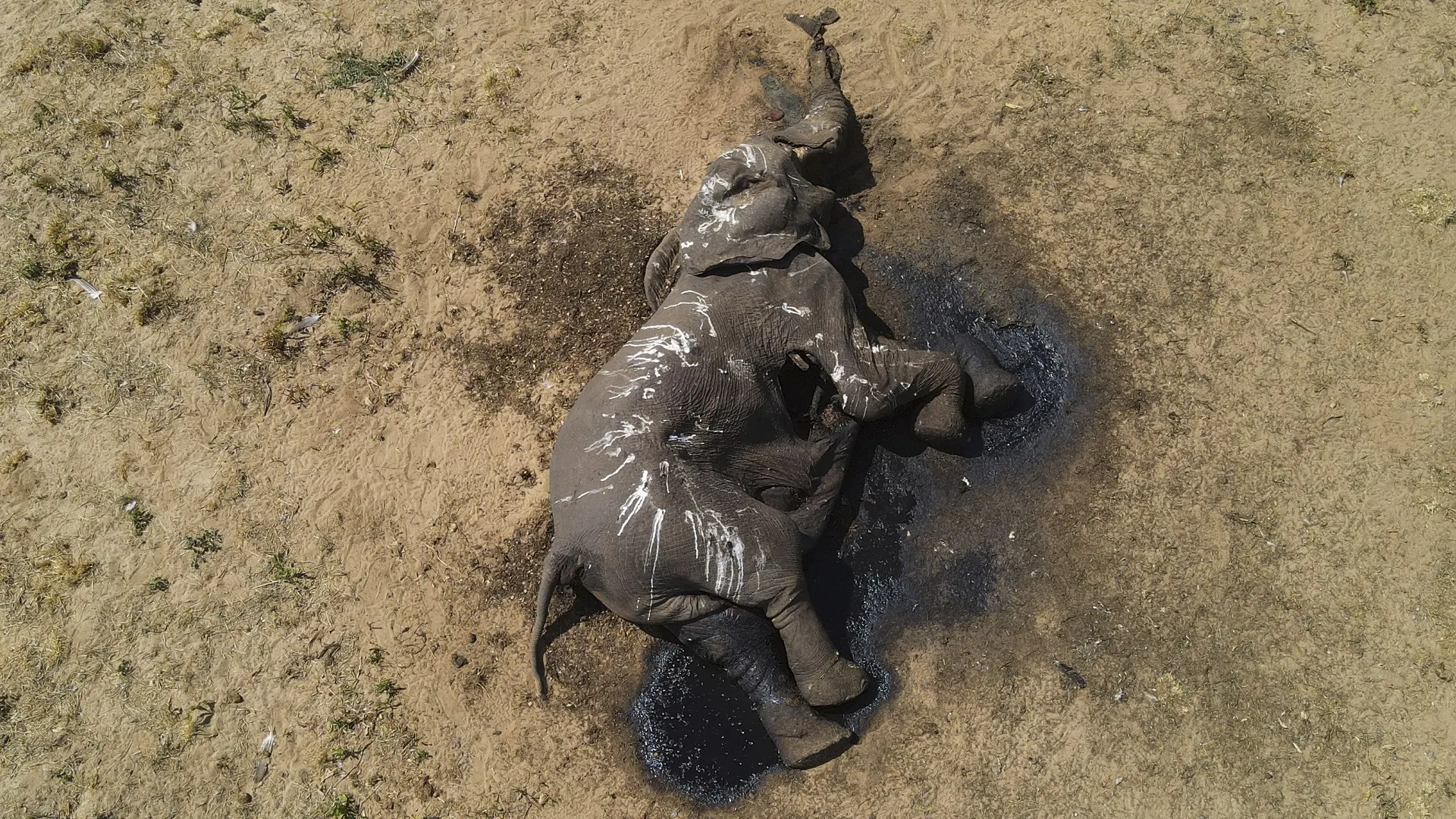 uginuli slonovi u zimbabveu, 19 dec 2023 - foto Privilege MusvanhiriI FAW via AP Tanjug (2)-6581bf897ab19.webp
