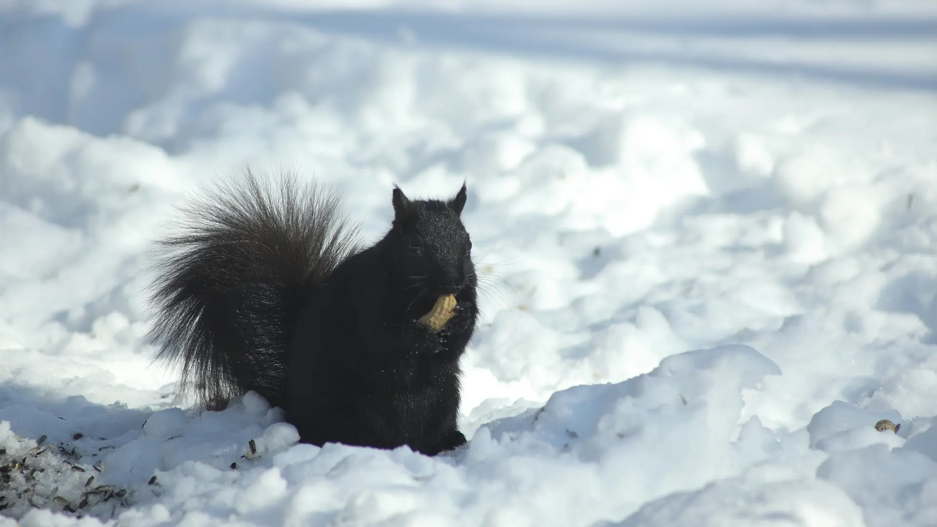 crna veverica, sneg, zima pixabay-65b607fc24742.webp
