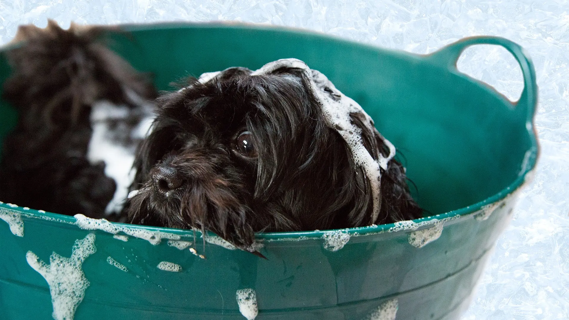 kupanje psa ljubimac pixabay-65ae9bfeb4602.webp