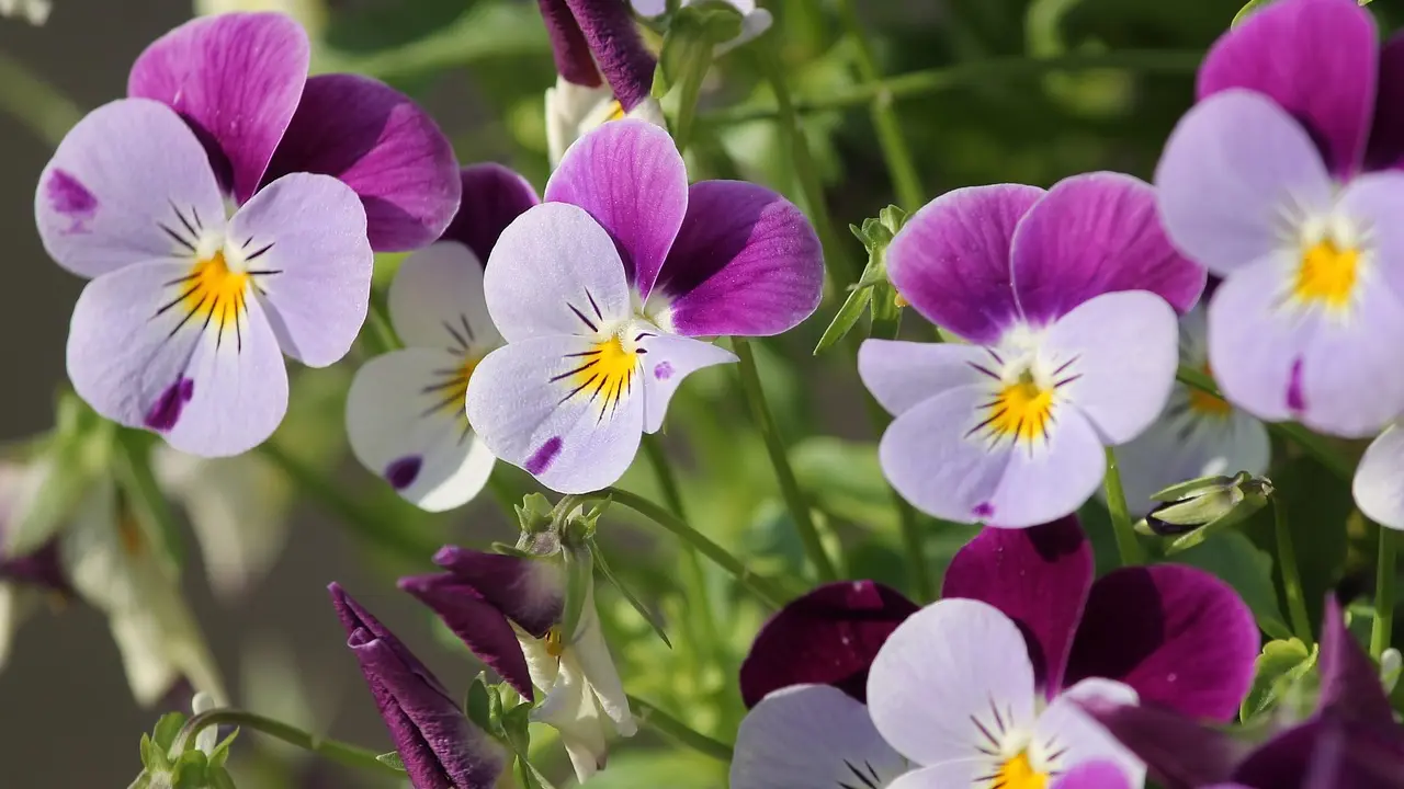 maćuhice, petonija, pixabay cveće biljke-65afc7b2dbf59.webp