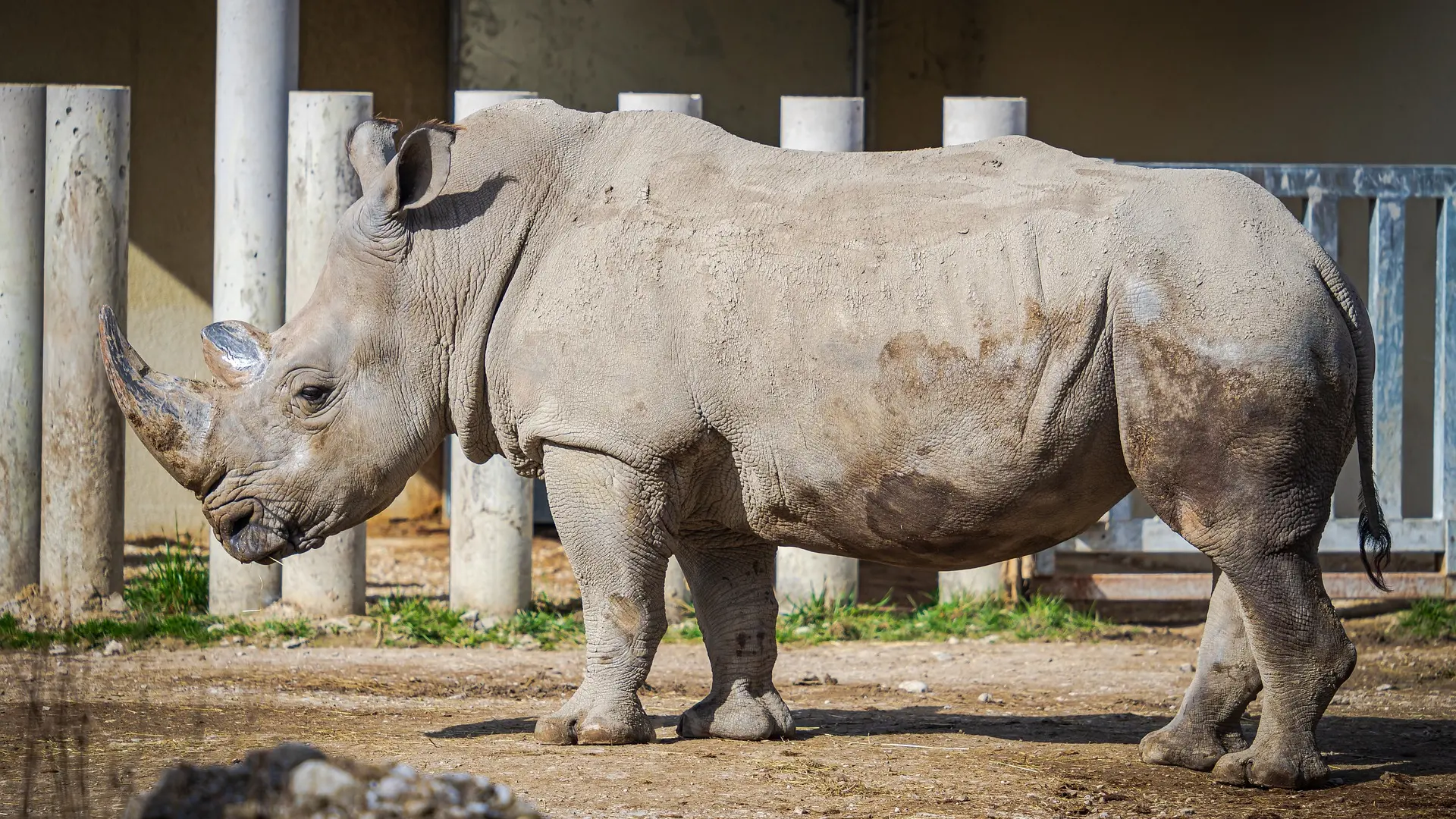 northern-white-rhinoceros-7133080_1920 severni beli nosorog pixabay-65b226665d578.webp