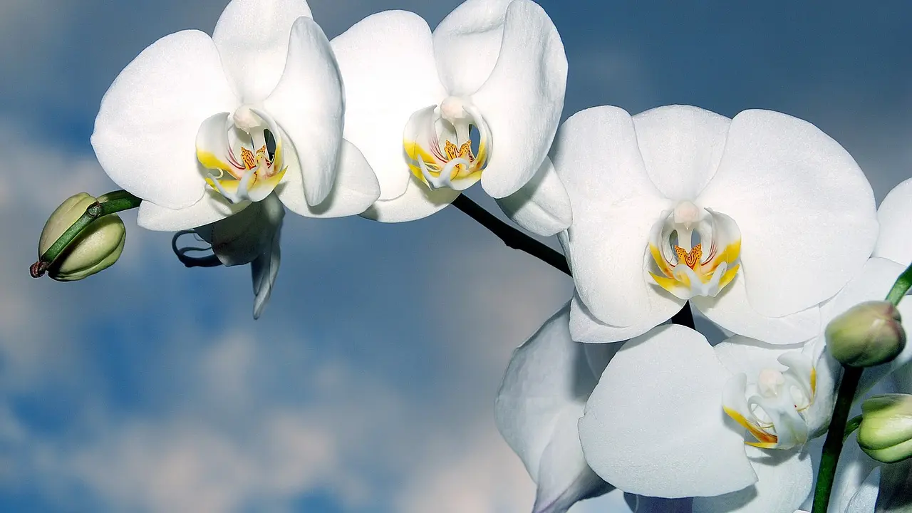 orchid Orhideja, cveće, pixabay 3-65af98a5b4908.webp