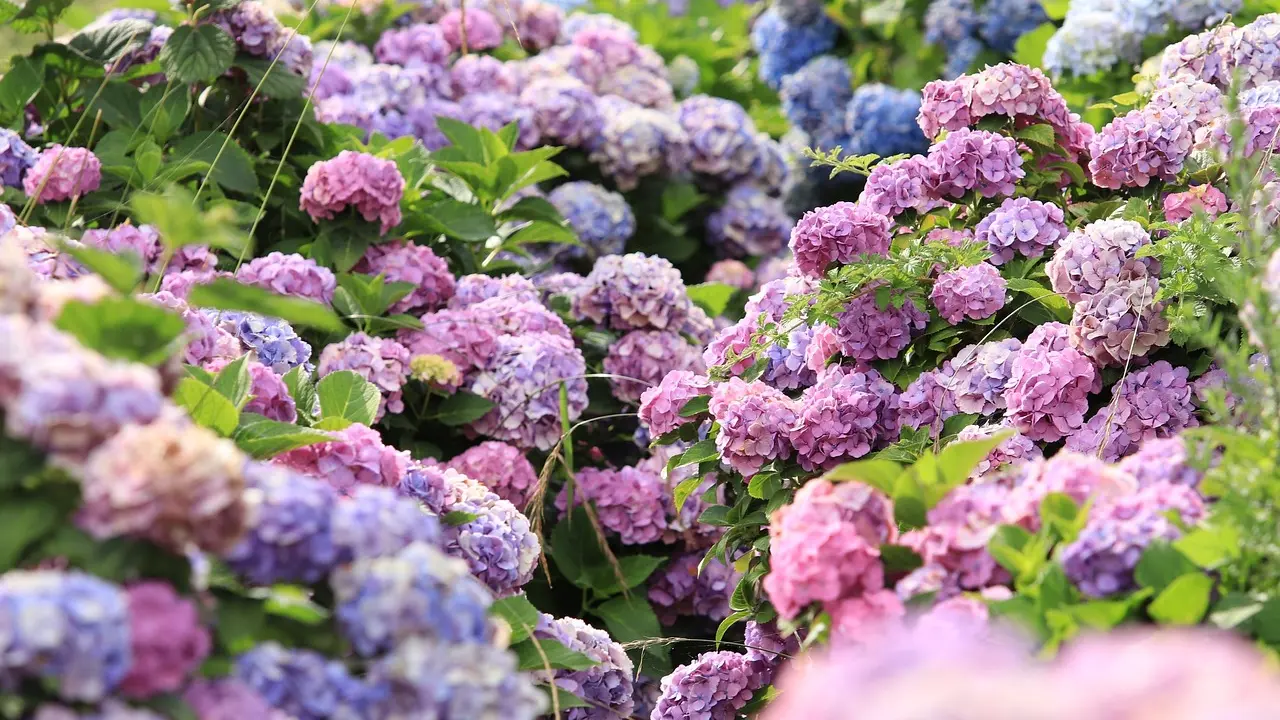 hydrangeas, hortezije, proleće, bašta, cveće, biljka, pixabay-65d0712e40906.webp