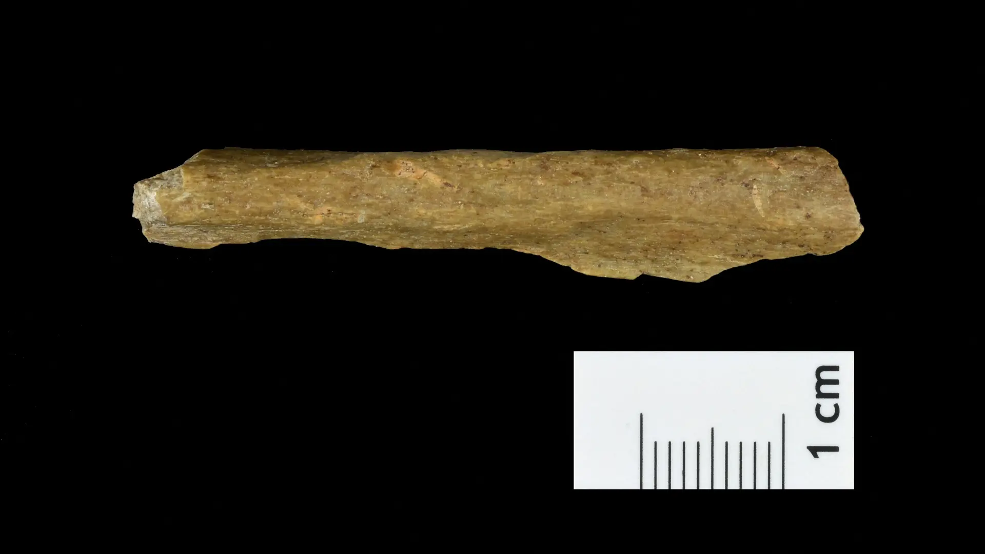 kost pronađena u pećini kod nemačkog grada Ranisa, 31 jan 2024 - foto Reuters-65bcf193f10e0.webp