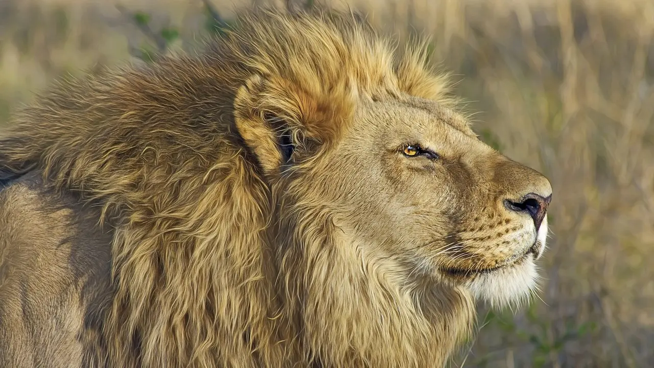 lion, lav, životinja, pixabay-65d46b2d7fb05.webp