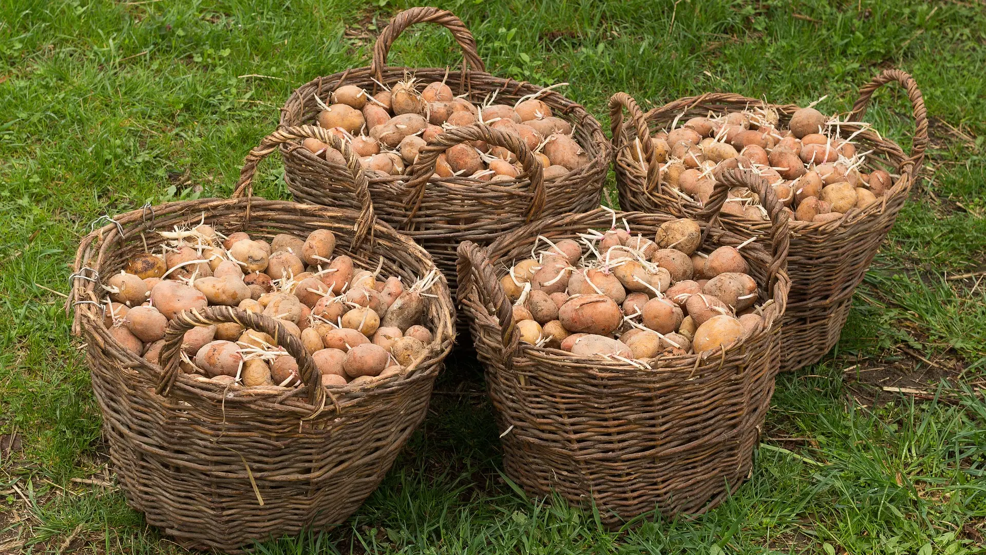 potato-proklijali krompir pixabay-65d1e0c7cd0e9.webp