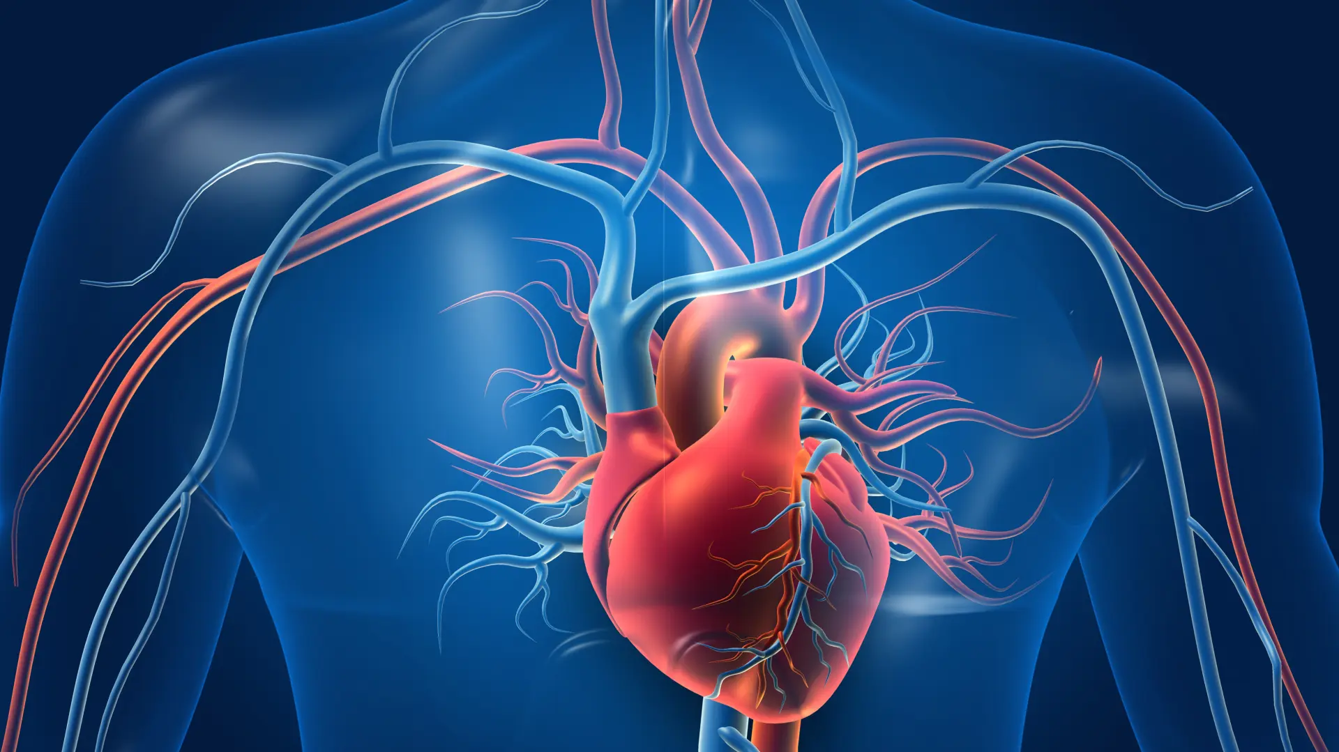 aorta organi srce zdravlje shutterstock_1576424071-65e6f41836b19.webp