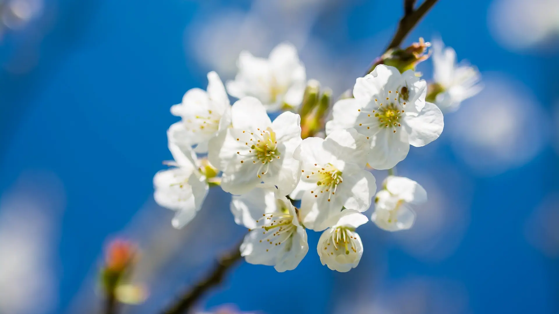 april, trešnja, cvat, drvo, proleće, sreća, život, cvet, pixabay-660437278d56d.webp