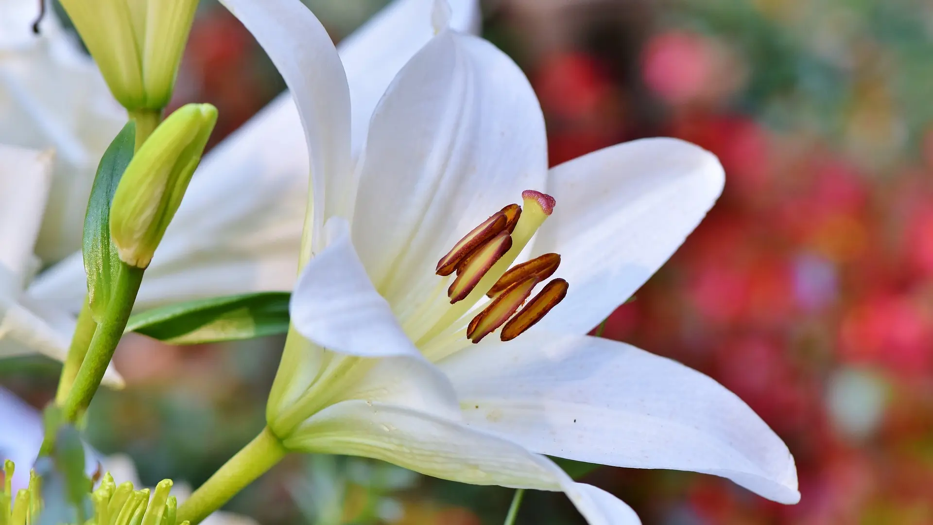 beli ljiljan, proleće, cvet, cveće, pixabay 1-660198f2d87fd.webp