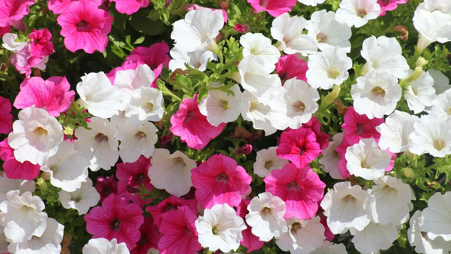 cveće, petunija, petonija, pixabay-65fc19ecd4309.webp