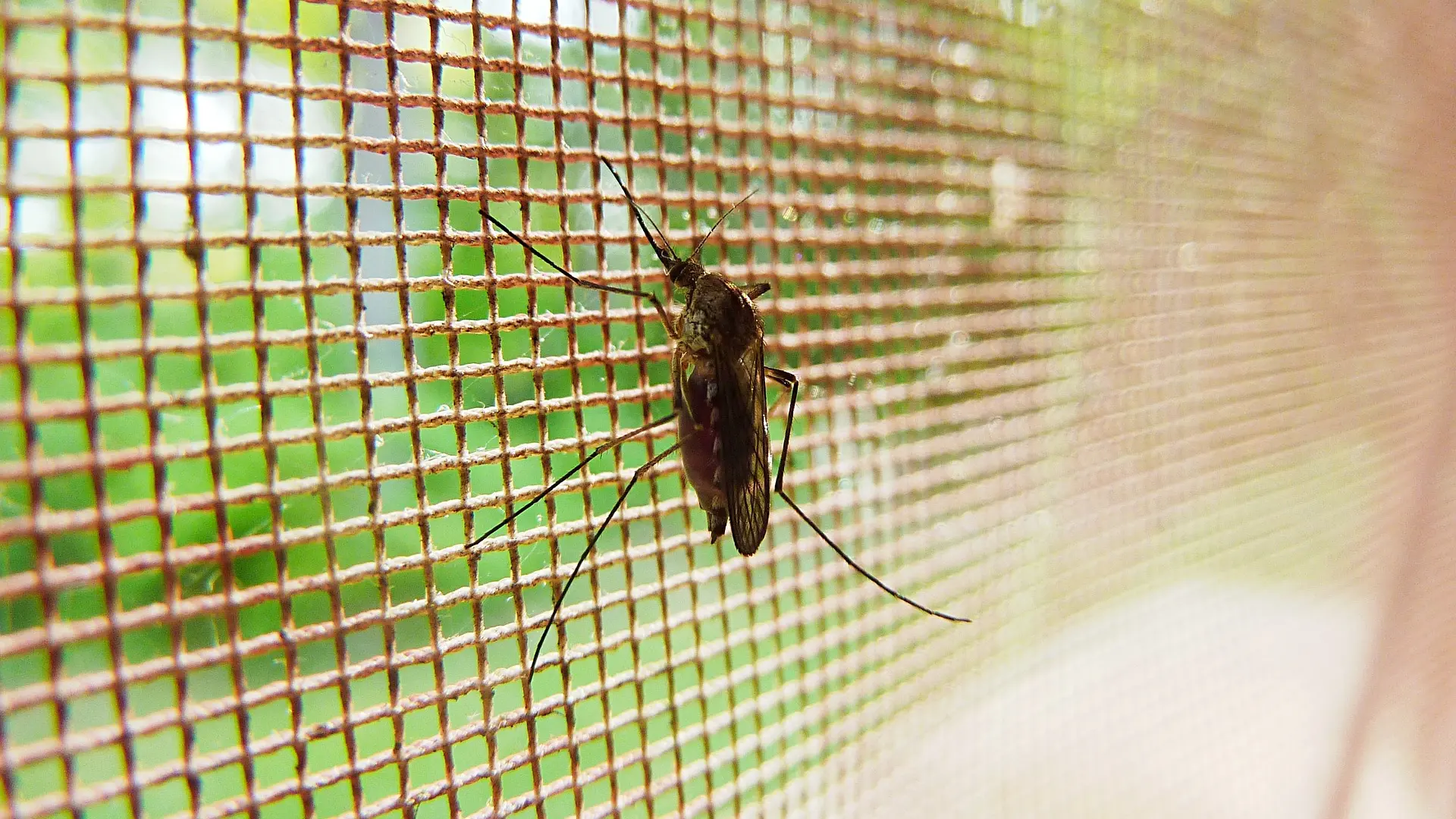 mosquito-komarac komarci pixabay-65fc047a084d7.webp