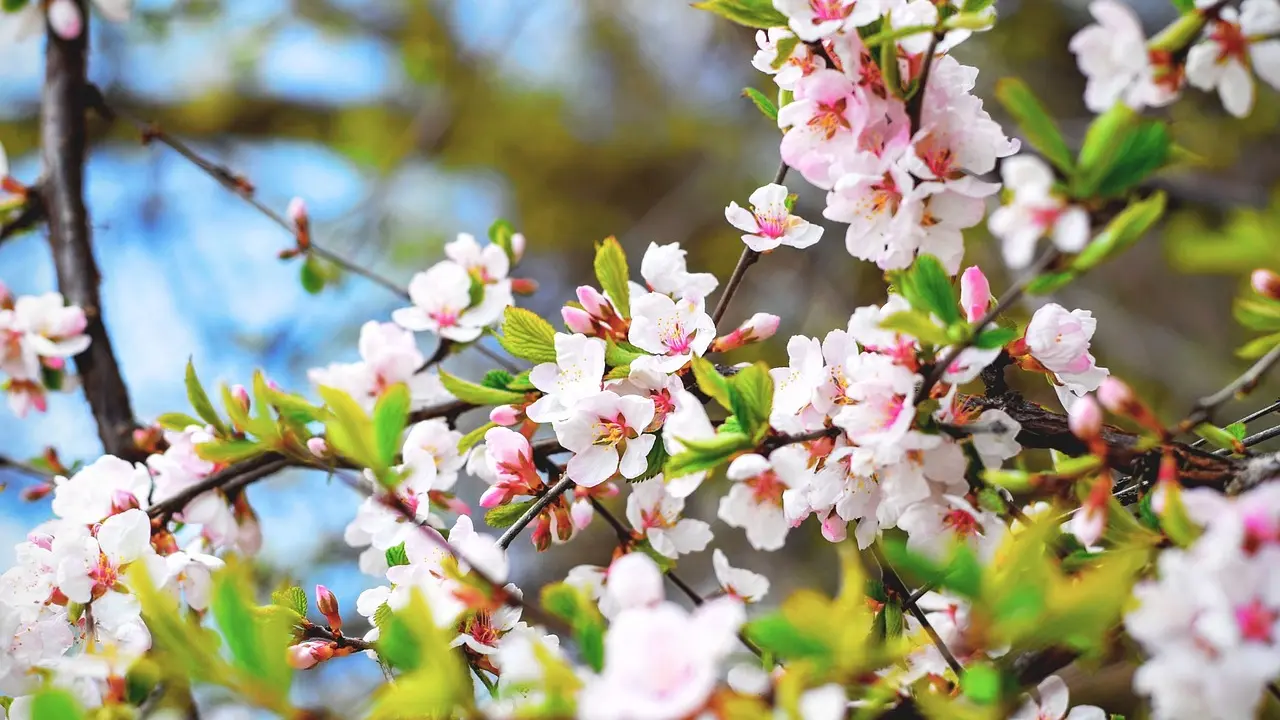 procvetalo voće drvo proleće pixabay-65e58b6dcce70.webp
