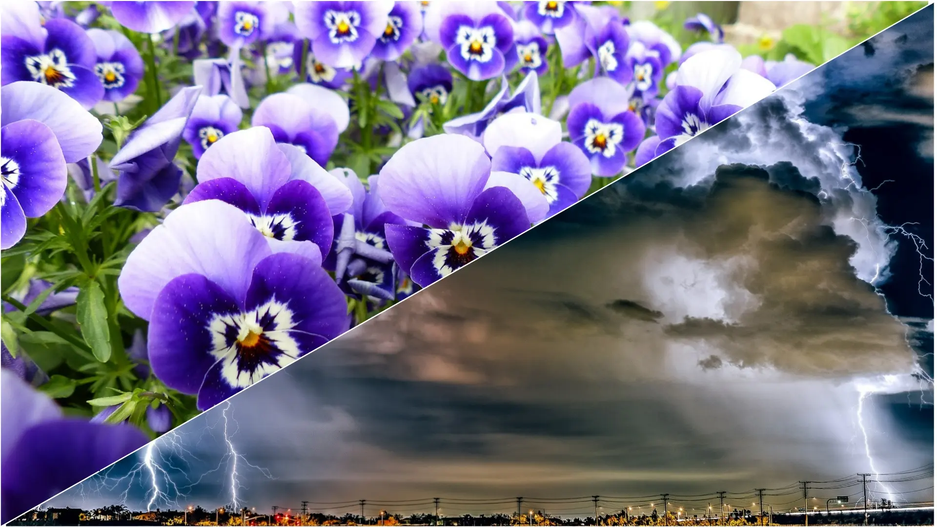 oluja, cveće, pixabay-661fbc943a654.webp