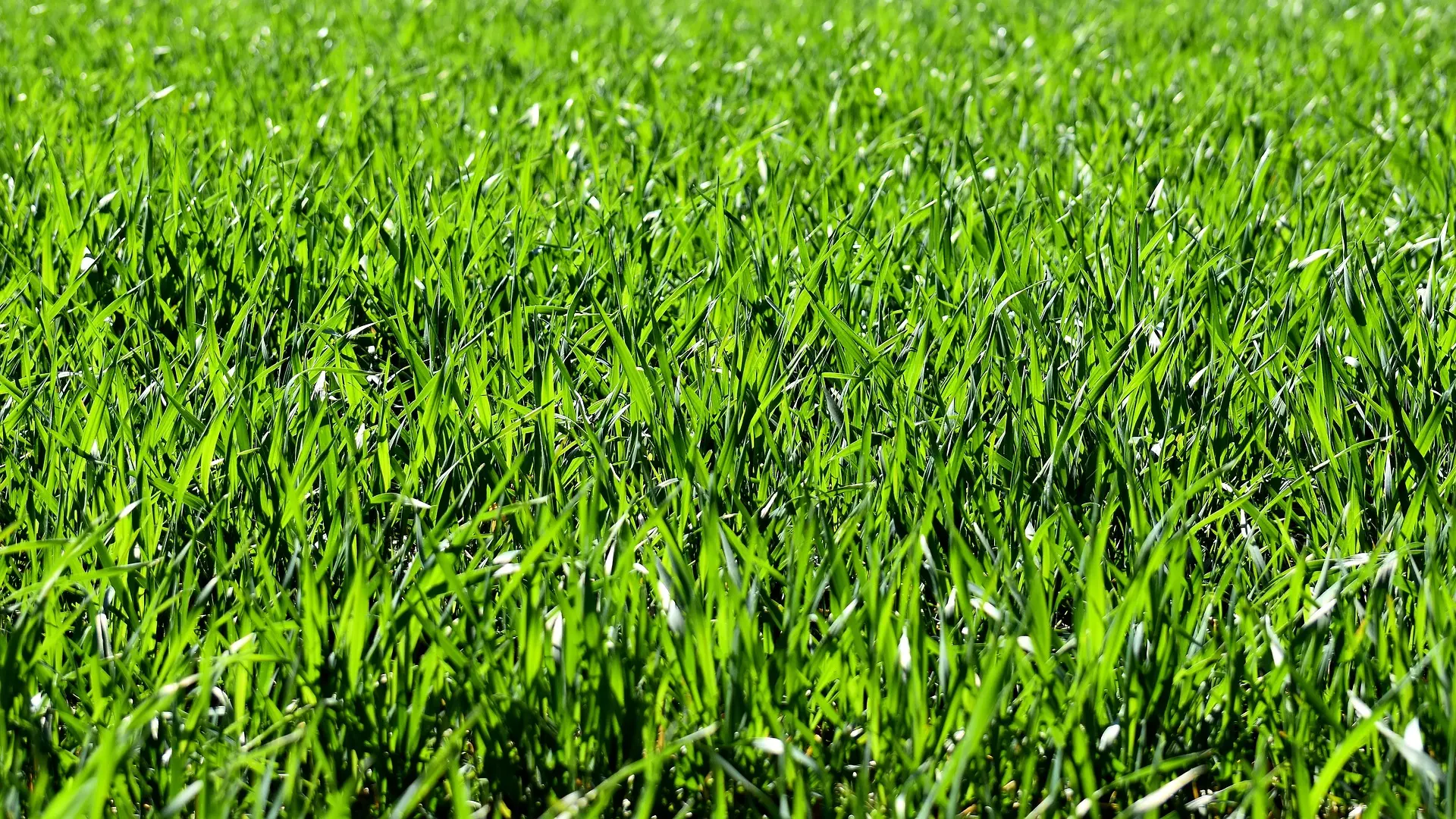 travnjak, trava, pixabay-660e56cf65255.webp