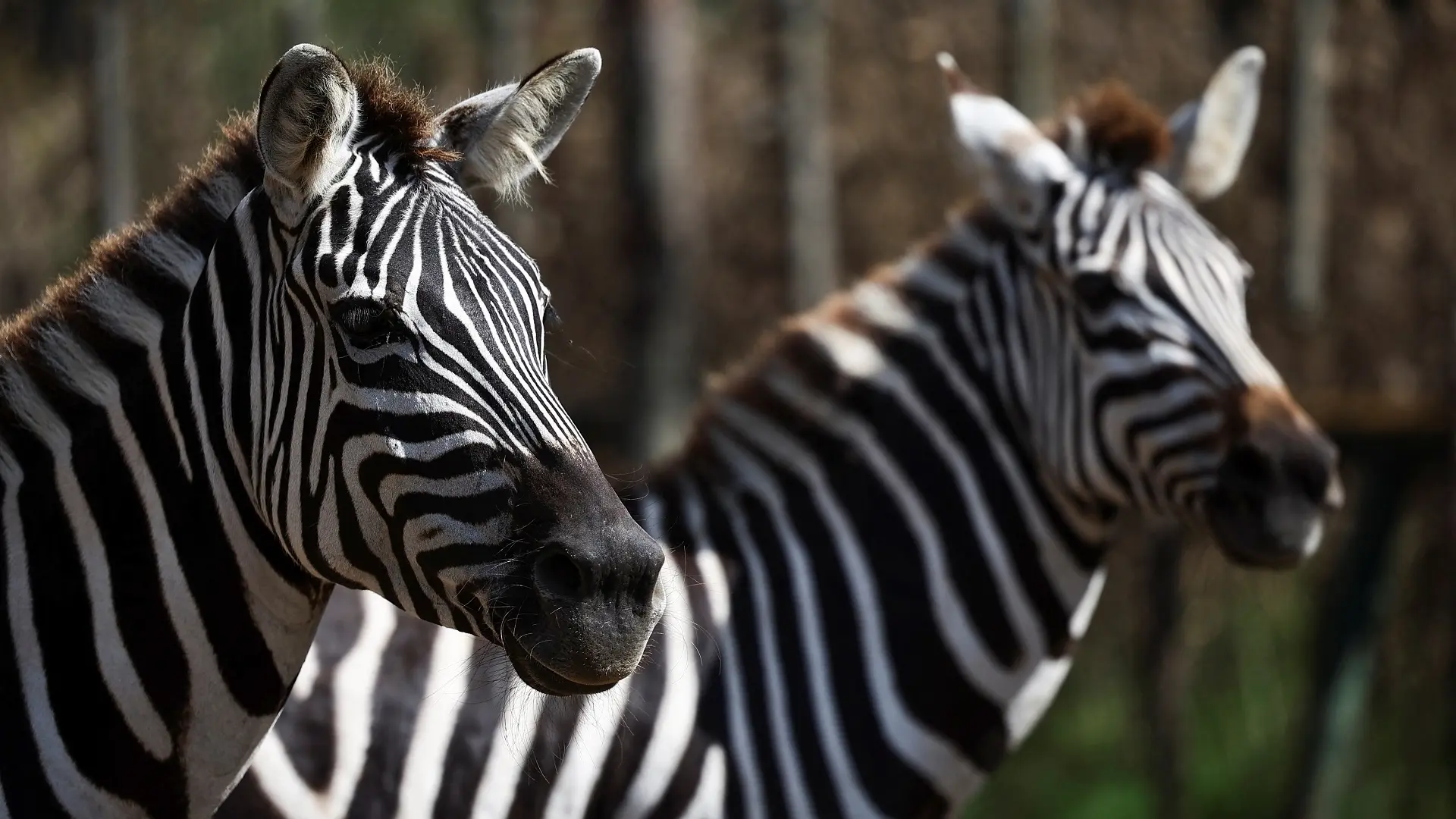 zebra, zebre, 8 april 2024 - foto Reuters-66313f9821a95.webp