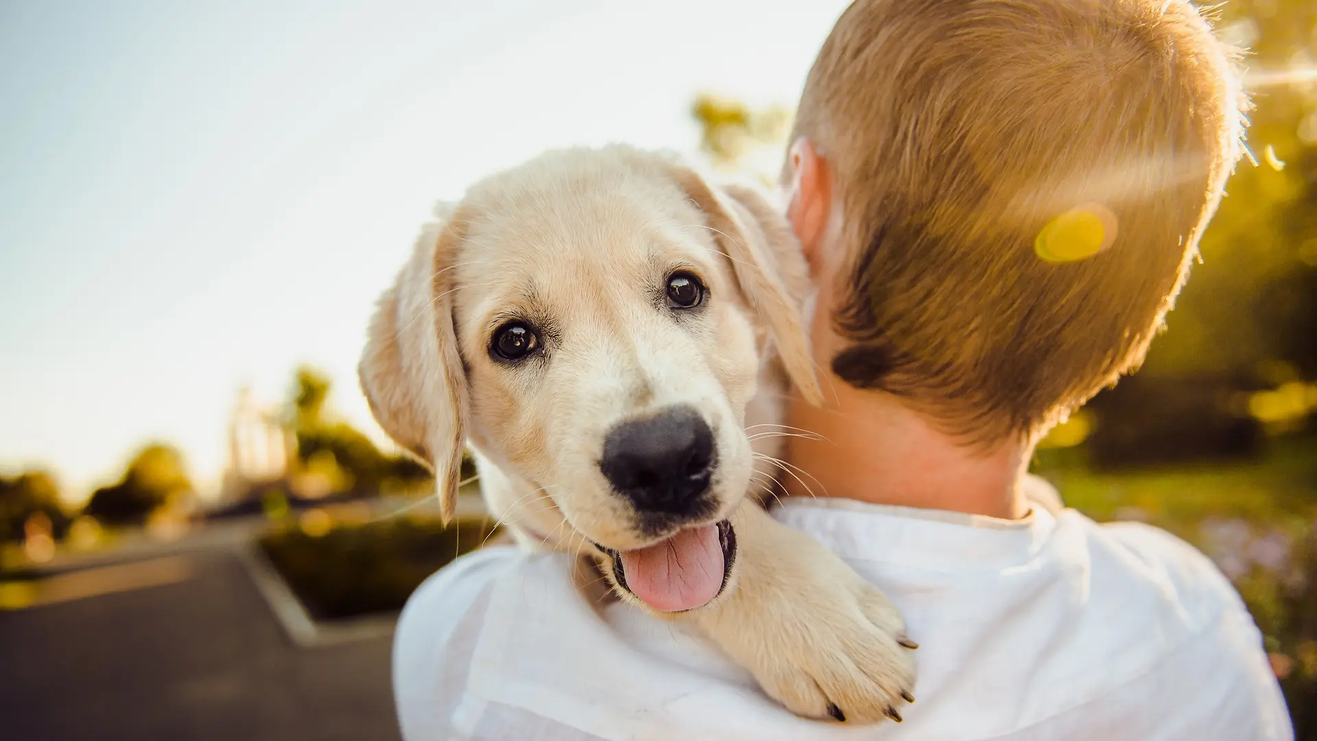 dečak i pas, ljubimac, prijatelji, pixabay-66433dff8a3c4.webp