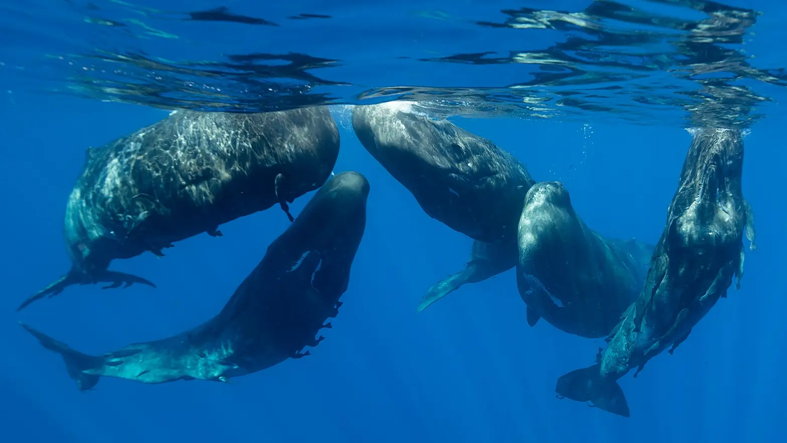kitovi ulješure, sperm whale - foto shutterstock-66425251b8410.webp